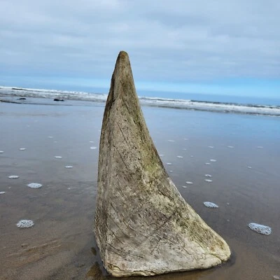 £5 • Buy Large Unusual Driftwood Corbel Sconce Shelf Beach Industrial Nautical Natural 
