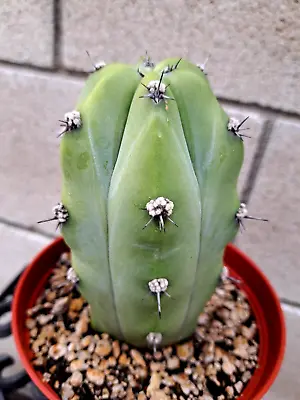 Myrtillocactus Geometrizans Areolatus Plant Cactus • $25