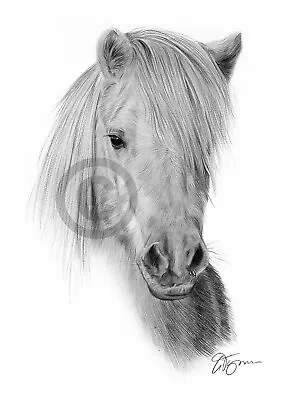 Horse SHETLAND PONY Pencil Drawing Print A3 / A4 Sizes Signed By Artist G Tymon • £8.99