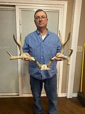 Nice Real Wild Mule Deer Antler Rack Horn European￼ ￼skull Man Cave Taxidermy ￼ • $60