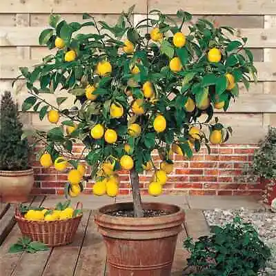 Dwarf Meyer Lemon Citrus Tree 5 Seeds • $7