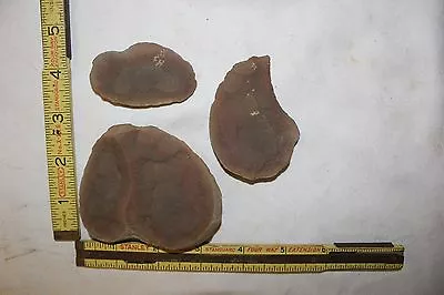 Mazon Creek Fossil Blob Jellyfish Death Plate Fossils   ......Lot29. • $59.95