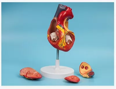 2:1 Enlarge Human Heart Model Medical Anatomy Model • $92