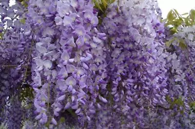 £11.25 • Buy Wisteria Sinensis ** Wisteria (1 Plant A40-5x6.5x15) 10-15cm High