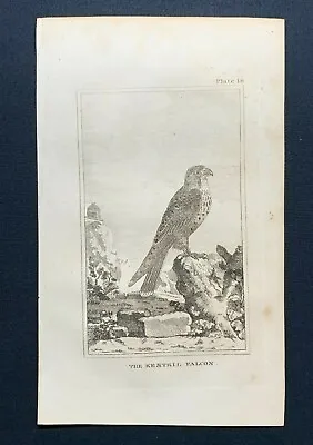 1812 Antique Bird Print THE KESTREL FALCON Natural History By Count De Buffon • £9.95