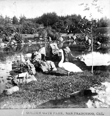 C.1890 SAN FRANCISCO GOLDEN GATE PARK SCENE W/BEAUTIFUL LAKE&WHITE SWAN~NEGATIVE • $13.99