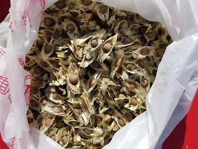 50+  Moringa Seeds Organic • $7