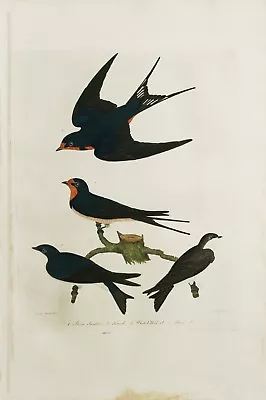 ORIGINAL Hand Colored Engraving   American Ornithology  Alexander Wilson 1828-29 • $295