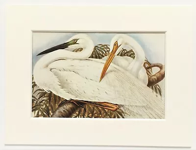GREAT WHITE EGRET - John Gould - 1970s Vintage Mounted Colour Bird Print (50) • $9.94