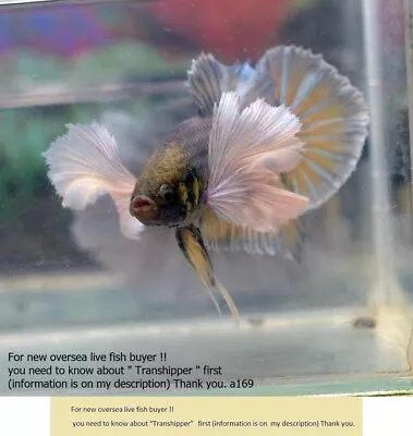 LIVE Betta Fish Fancy Dumbo Hmpk Male.No.i169 Charmingbetta From Thailand. • $9.99