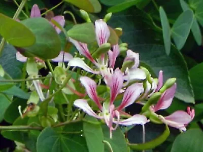 $4.89 • Buy Orchid Vine Seeds Bauhinia Corymbosa Flowering Climber