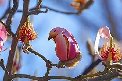 5 Yulan Magnolia Tree Seeds To Plant Spring Buds Look Like Pink Birds • $9.69