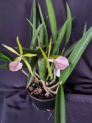 Bc Binosa Kirk - In Flower Established Plant • $36