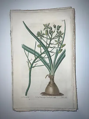 £17.70 • Buy 19th Century Edwards Botanical Register Hand Colored Engraving Flowers #158