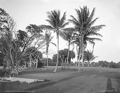 1910 Golf Links Palm Beach Florida Vintage Old Photo 8.5  X 11  Reprint • $13.58