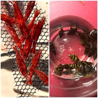 3 (+2 DOA)  Assassin Snails + 3 (+2 DOA) Shrimp Imported From Thailand • $28