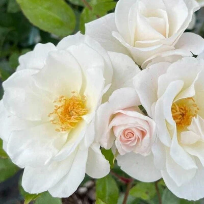 £19.99 • Buy Rose Diamond 60th Wedding Anniversary 3L Pot