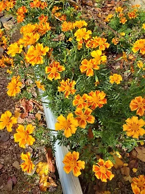 Marigold Orange Red Flower Seeds  50 FRESH 2022 • $2.50