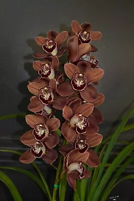 Cymbidium Orchid - Khan Flame Tuscany • $41