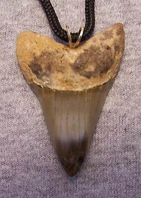 Mako Shark Tooth Shark Teeth Necklace Fossil 2 1/4   Wireless Polished Megalodon • $39