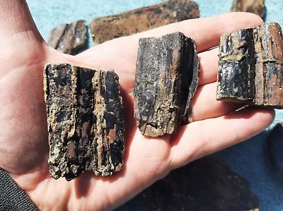 Large Collection Of 16 Mazon Creek Fossil Calamites Bark Stigmaria Plant Il • $40