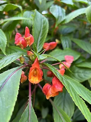 Impatiens Auricoma X Bicaudata • £9