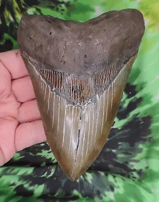 Megalodon Sharks Tooth 5 3/8  Inch Fossil Sharks Teeth Tooth • $46