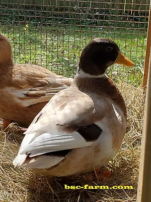 8+2 Call (dwarf Size) Duck Hatching Eggs (Mix Of Separate Pens) • $79
