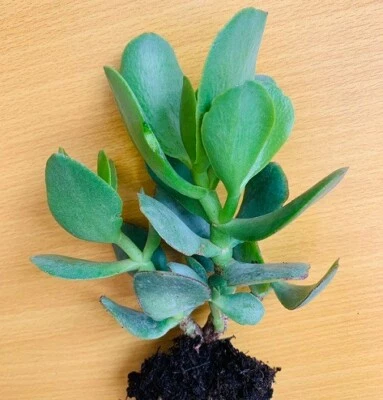 £3 • Buy Very Well Healthy Rooted Japanese Money Silver  Crassula  Arborescens Plant .