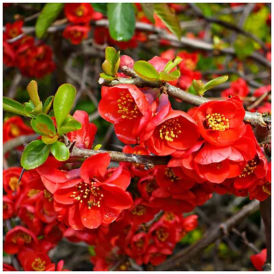 Chaenomeles × Superba 'Crimson And Gold' / Japanese Quince In 2L Pot • £14.99