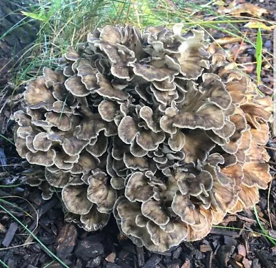 100 G+/4 Oz Organic Maitake Medicinal Mushroom Grain Spawn US Seller!!! • $15