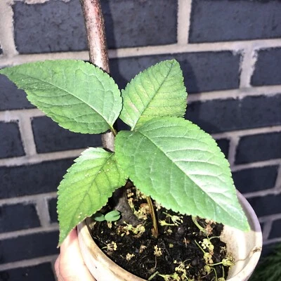 £14 • Buy Beautiful Sweet Cherry,  Tree 6” Sappling, Outdoor Garden Plant, Fruit Tree