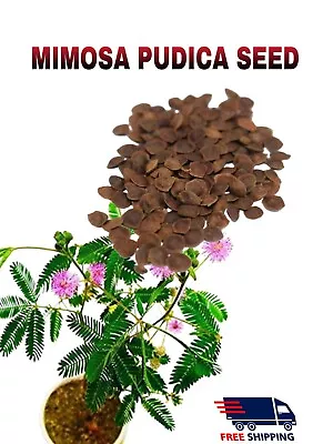 Mimosa Pudica Seed Lajwanti Organic Dormilones Humble Plant Seed • $32.90