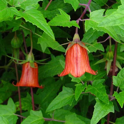 Canarina Canariensis - 10 Seeds - Canary Bellflower • £1.95