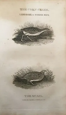 Antique Print The Corn Crake Land Rail Or Daker Hen & Quail 1812 Engraving Birds • $12.43