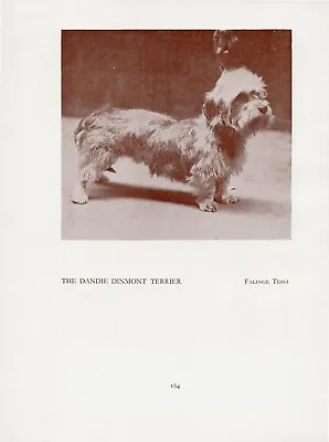 £4.99 • Buy Dandie Dinmont Terrier Old Vintage 1934 Named Dog Page Print