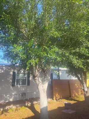 2- 15yr Old Oak Trees- • $2400