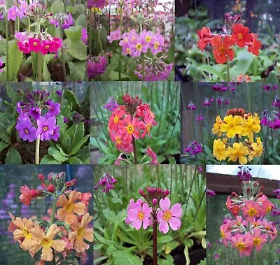 £21.99 • Buy 9 X Mature Plants Of Candelabra Collection Primula X Bulleesiana
