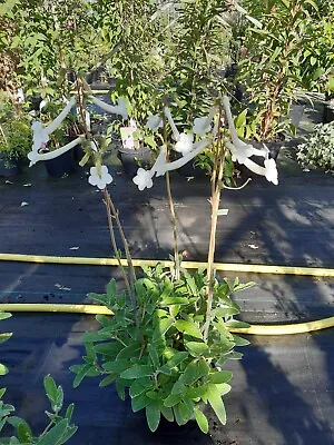 Sinningia Tubiflora Tubers × 3. Beautiful White Flowered Fragrant Perennial. • £7.50