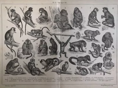 1929 MONKEYS Engraving Orangutan Chimp Lemur Baboon Illustration 10.5 X 8  C14-3 • $29.90