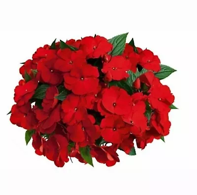 New Guinea Plug Plants Impatiens Hawkeri Red Flowers Garden Pot Border Pack Of 3 • £8.99