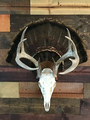 $35 • Buy Turkey Fan Mount Kit European Skull Hanger Tom Deer Bear Hog Antelope Taxidermy