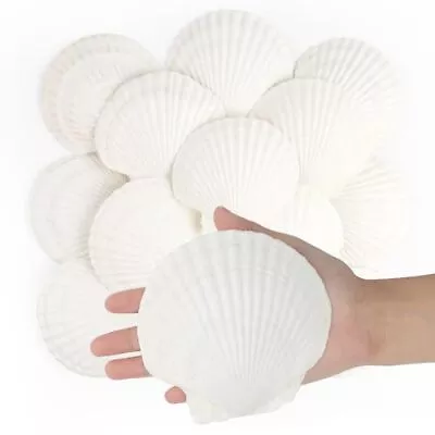 16 PCS Scallop Shells Natural Seashell 4  To 5  White Scallop Shells Large Se... • $26.16