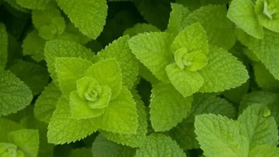 Organic MINT Herb SEEDS - EGYPTIAN  ROTUNDIFOLIA - Heirloom Non-GMO Seeds X100 • £3.99