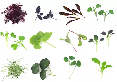 £3.49 • Buy Microgreen Seeds - Vegetable - Herb - Spice, Sprouting - 30 Verities - 1st Class
