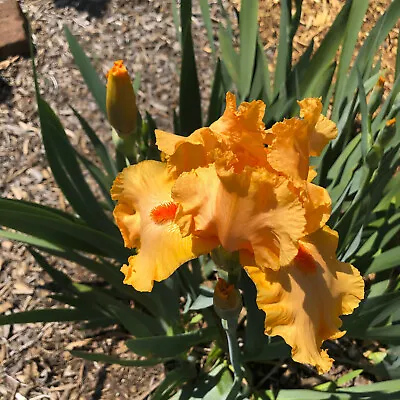 Tall Bearded Iris FLAMING DAY Orange Plant  Perennial • $9.95