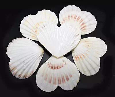 Set Of 6 Heart Shaped Natural Scallop Shells (4 ) Beach Crafts Coastal Decorate • $14.99