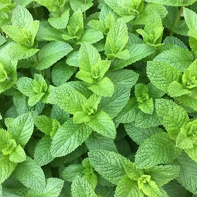 £1.90 • Buy Mint Herb Spearmint Seeds X 50, Grow Your Own Fresh Mint, Easy To Grow