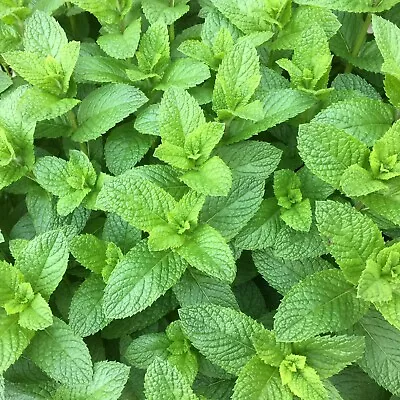 Mint Herb Spearmint Seeds X 50 Grow Your Own Fresh Mint Easy To Grow • £2