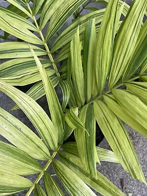 Variegated Manilla Palm Christmas Palm Tall • $575